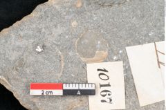 Foto (Detailansicht) von Daphnophyllum sp. (NHMW-GEO-2024-0188-10167)